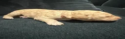 Labradoodle dogs for sale: 🐾 F1B Labradooles 🐾 2 sold already  in Ware - Advert 28