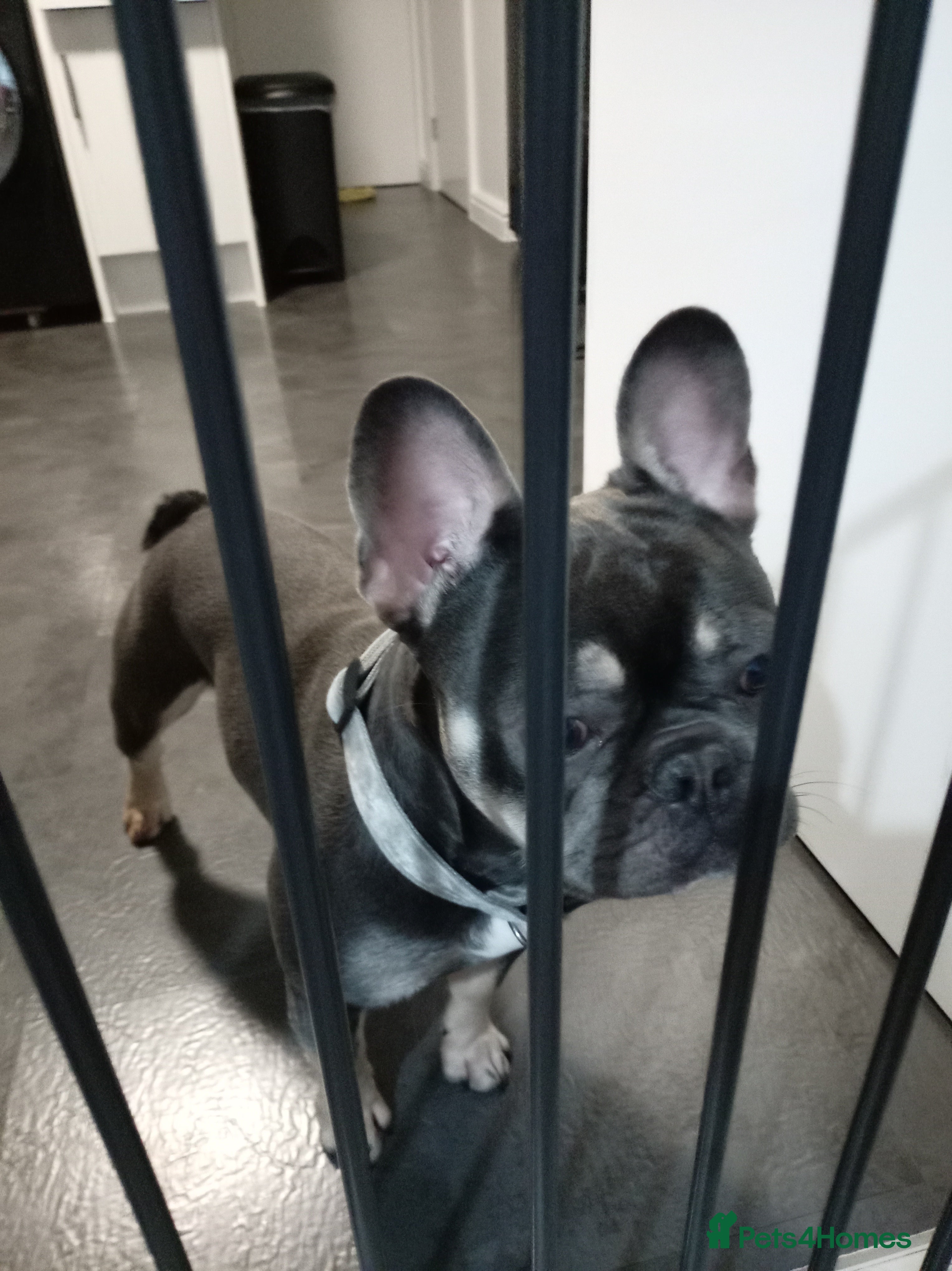 French Bulldog dogs 1 year old French bull dog for sale - Advert 1