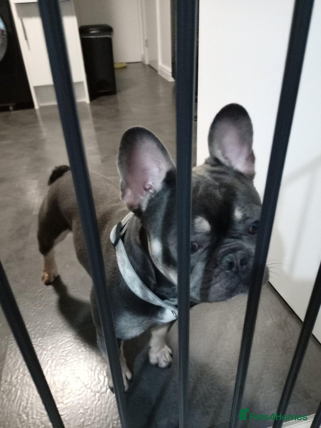 French Bulldog dogs for sale: 1 year old French bull dog for sale - Advert 1