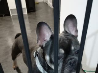 French Bulldog dogs 1 year old French bull dog for sale - Advert 3