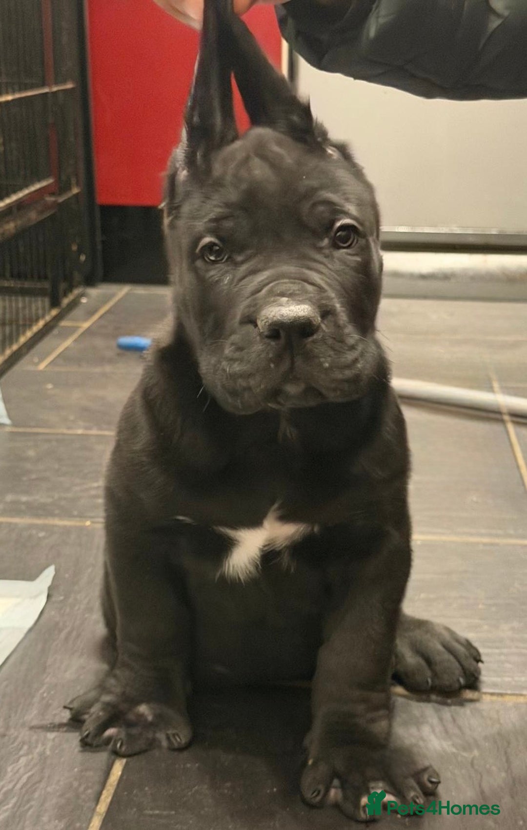 Cane Corso dogs for sale: Imp Champion Bloodline Pure Breed Cane Corso pups  - Advert 4