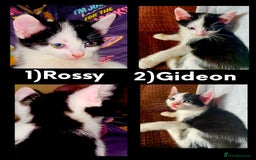 British Shorthair cats for sale: AVAILABLE 2 Beautifulbou kittens identical twins  - Image 2