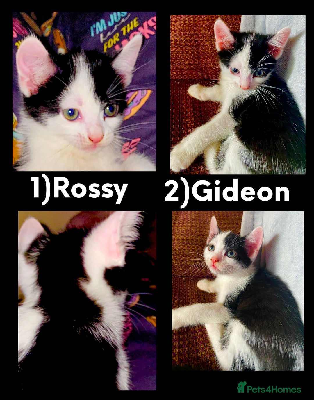 British Shorthair cats for sale: AVAILABLE 2 Beautifulbou kittens identical twins  - Image 2