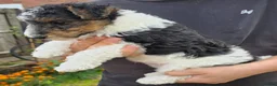Fox Terrier dogs for sale: Fox Terrier  in Wednesbury - Advert 10