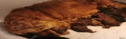 Cockapoo dogs for sale: F1 Cockapoo pups, KC reg health tested parents  - Advert 10
