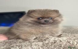 Pomeranian dogs for stud: 💜🧡Lilac & tan KC stud Benji champions in line  in Guildford - Image 25