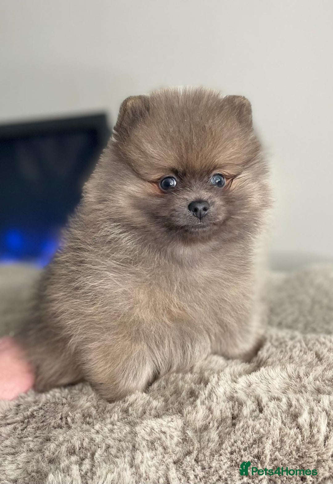 Pomeranian dogs for stud: 💜🧡Lilac & tan KC stud Benji champions in line  in Guildford - Image 25