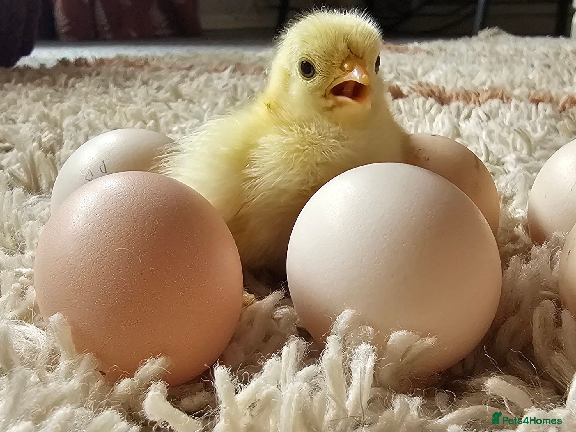 Chickens poultry Pekin Bantam hatching eggs - Advert 1