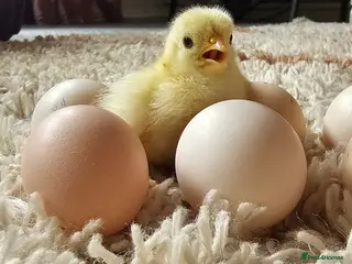 Chickens poultry Pekin Bantam hatching eggs - Advert 17