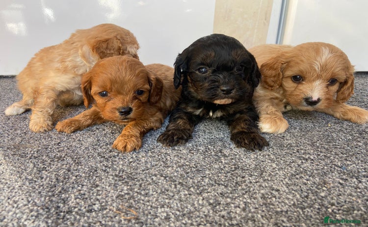Cavapoo dogs - Advert 9