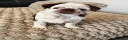 Pug dogs for sale: Kc pug puppies from a 5 star licensed breeder  - Advert 4