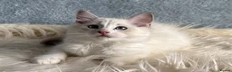 Ragdoll cats for sale: Beautiful Tica Register Kittens Ragdoll - Advert 18