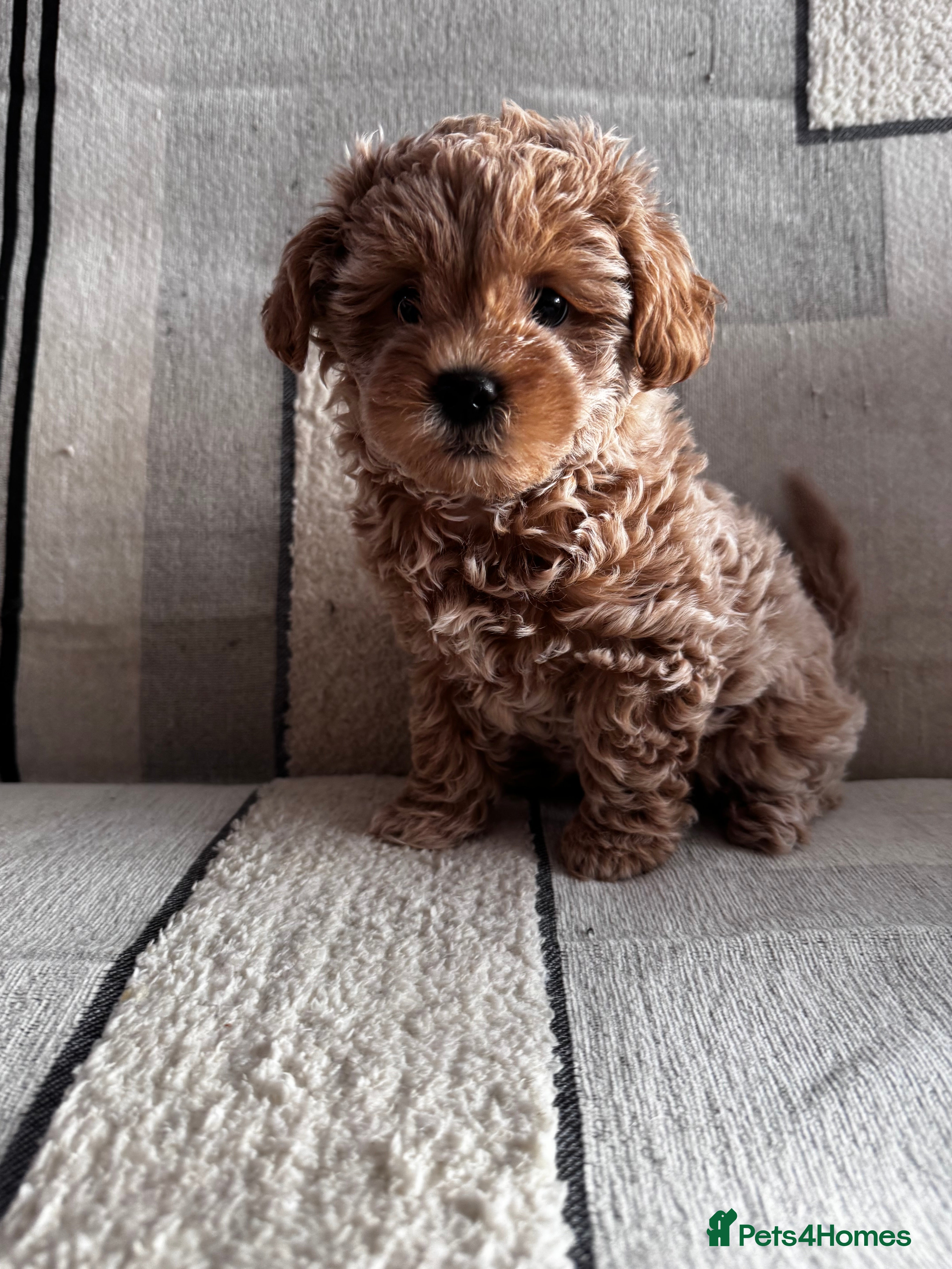 Shihpoo dogs Beautiful flyffy shihpoo girl - Advert 1