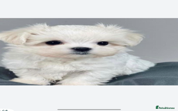 Maltese dogs for sale: Maltese - Image 7