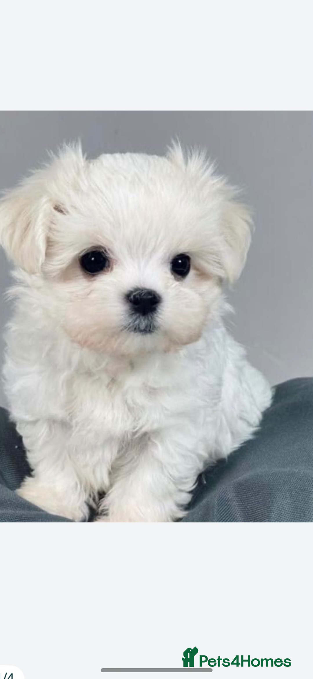 Maltese dogs for sale: Maltese - Image 7