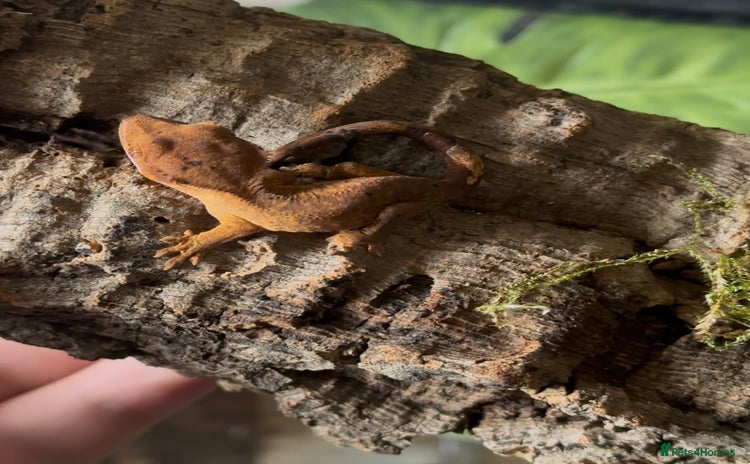 Gecko reptiles - Advert 10