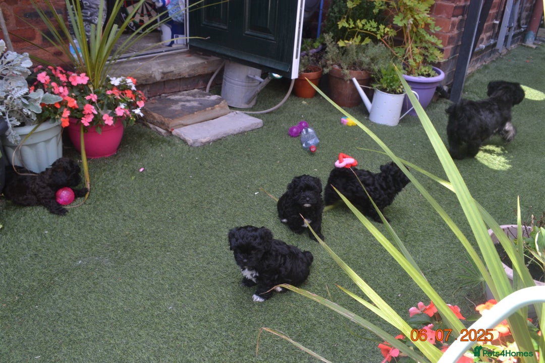 Shihpoo dogs for sale: rare black shipoos - Image 31