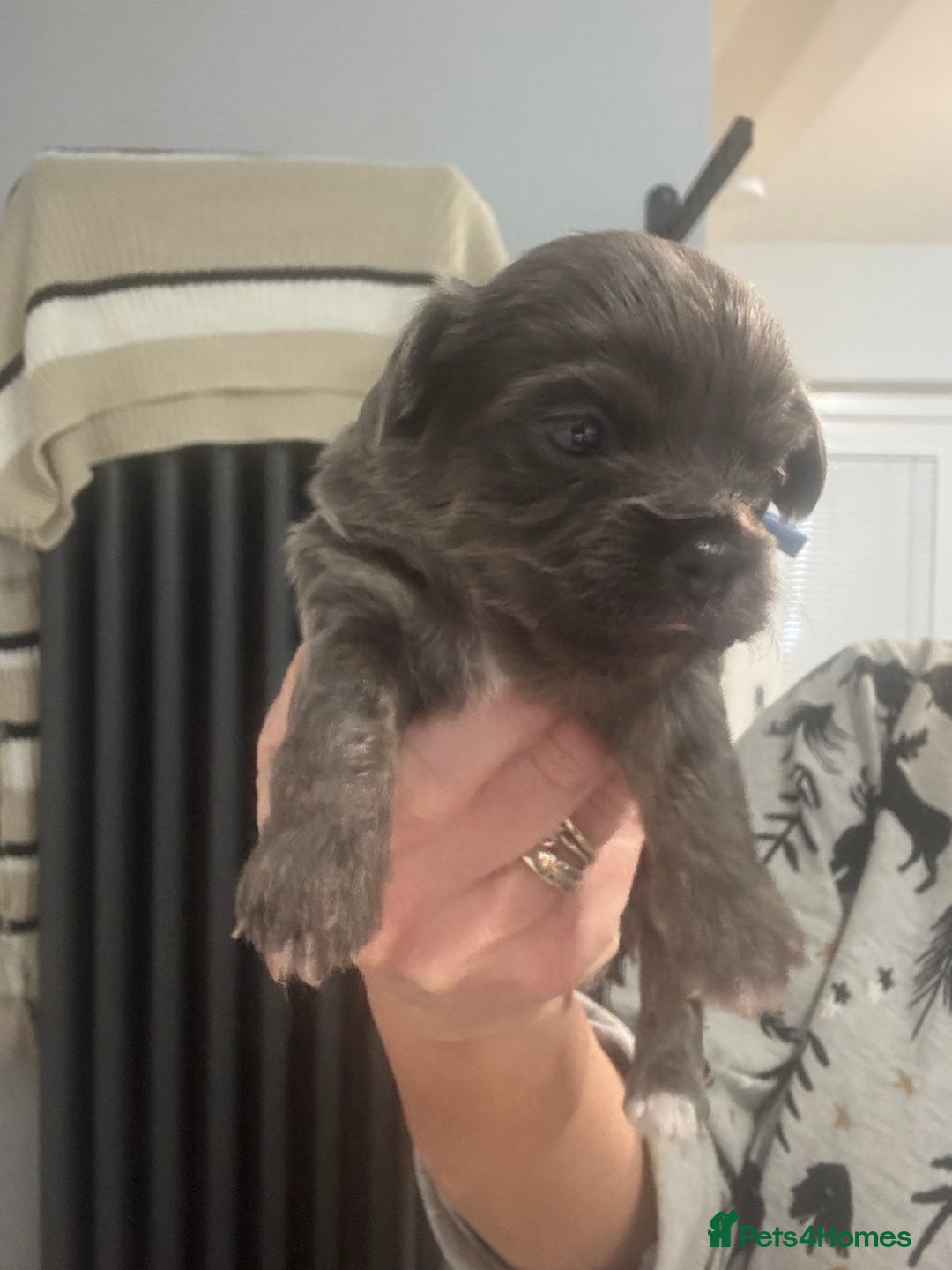 Chihuahua dogs for sale: Chihuahua pups - Advert 27