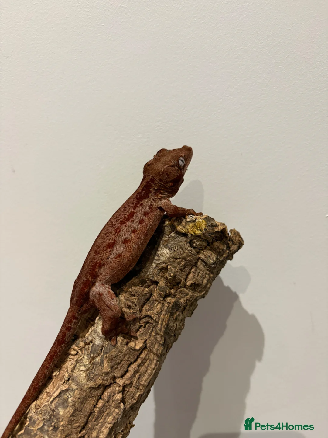 Gecko reptiles for sale: Crested gecko and gargoyles male and female  - Advert 2