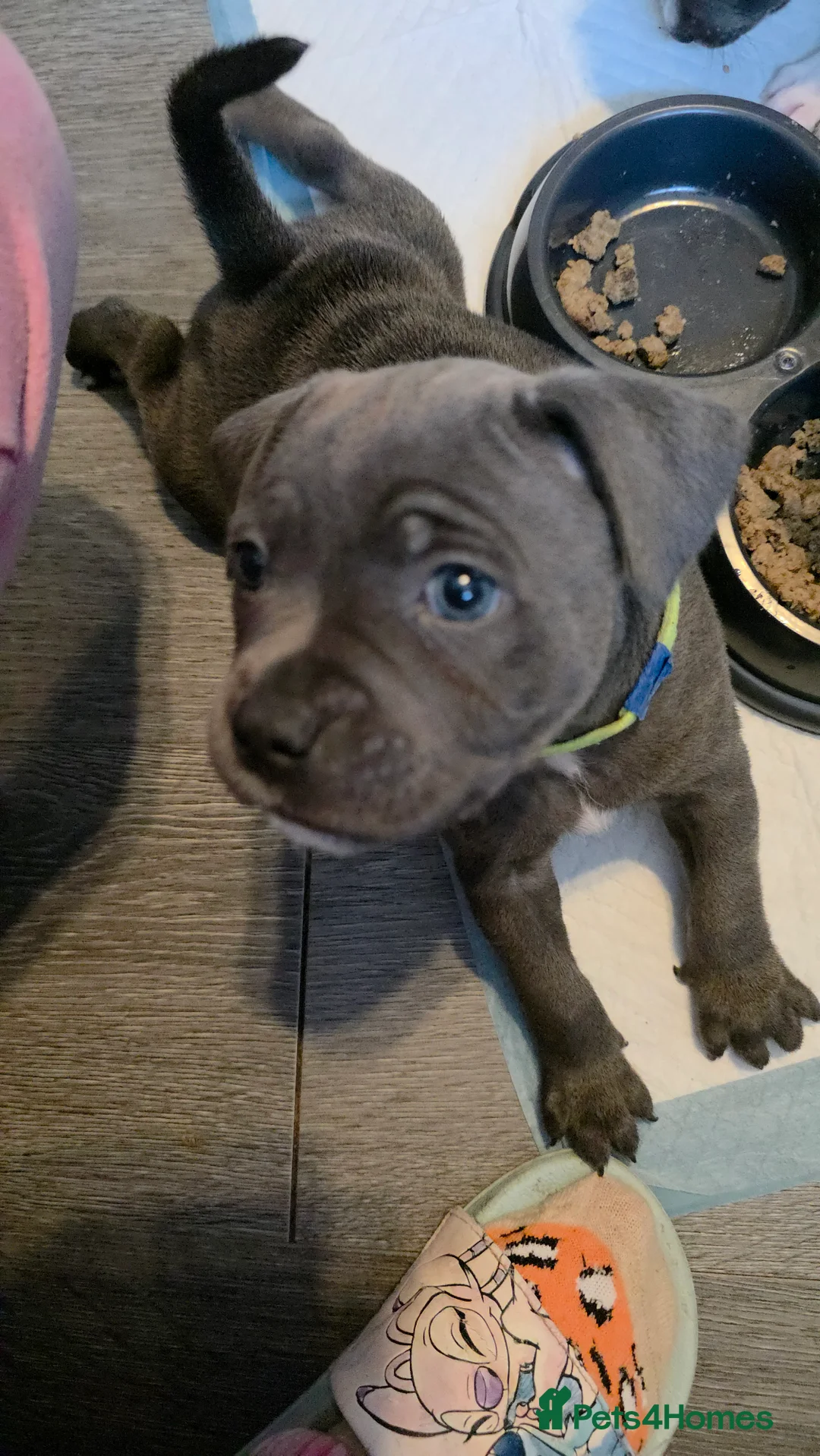 Staffordshire Bull Terrier dogs for sale: Staffordshire bull terrier blues  - Advert 22