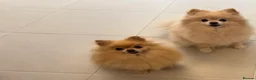 Pomeranian dogs for sale: Poppie&Lexie  - Advert 1