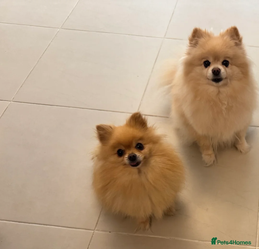 Pomeranian dogs for sale: Poppie&Lexie  - Advert 1