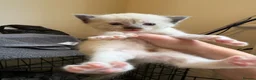 Mixed Breed cats for sale: 4 Kittens 2 white 2 Tabby - Advert 12