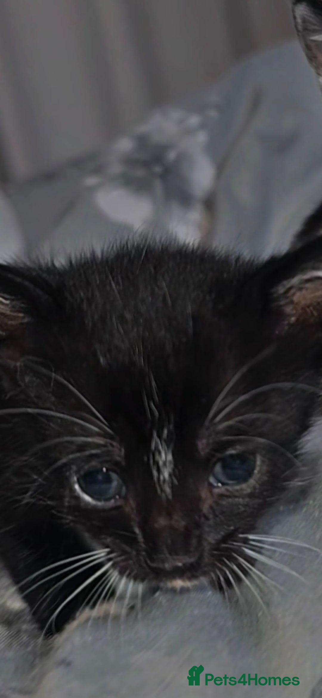 Mixed Breed cats for sale: Savannah Mix Litter🩷 discount if take two. 3 left - Image 9