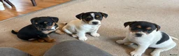Jack Russell dogs for sale: Gorgeous Jack Russell puppies  - Advert 1