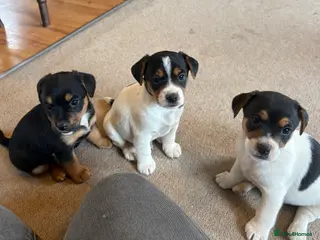 Jack Russell dogs Gorgeous Jack Russell puppies - Advert 3
