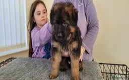German Shepherd dogs for sale: German Shepherd puppies - Advert 5