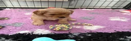 Cavapoo dogs for sale: Cavapoos health tested parents - Advert 16