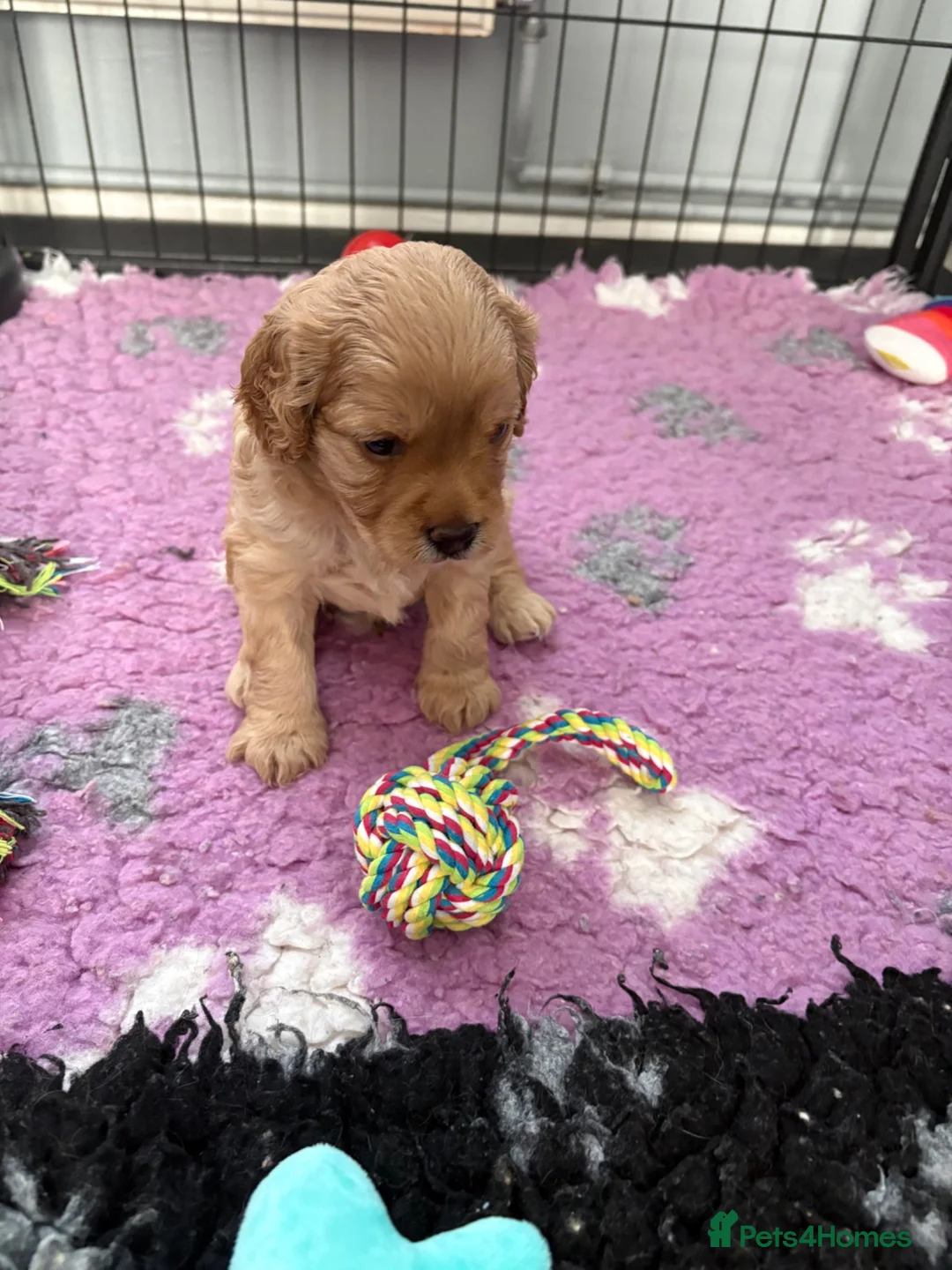 Cavapoo dogs for sale: Cavapoos health tested parents - Advert 16