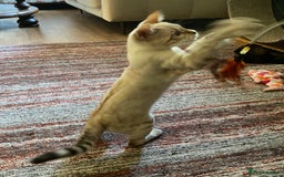 Bengal cats for sale: Snow spotted (rosetted) male Bengal  - Image 4