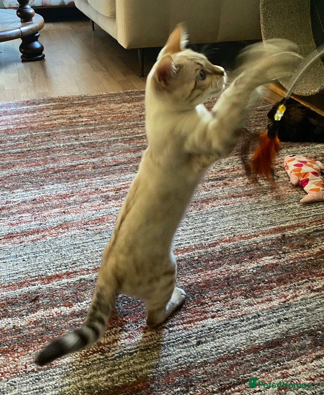 Bengal cats for sale: Snow spotted (rosetted) male Bengal  - Image 4