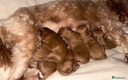 Cavapoo dogs for sale: 🐾Gorgeous F2B Cavapoos 🐾 - Image 2