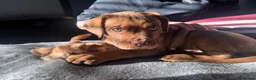 Mixed Breed dogs for sale: Dogue de bordeaux x American Bulldog in Wigan - Advert 1