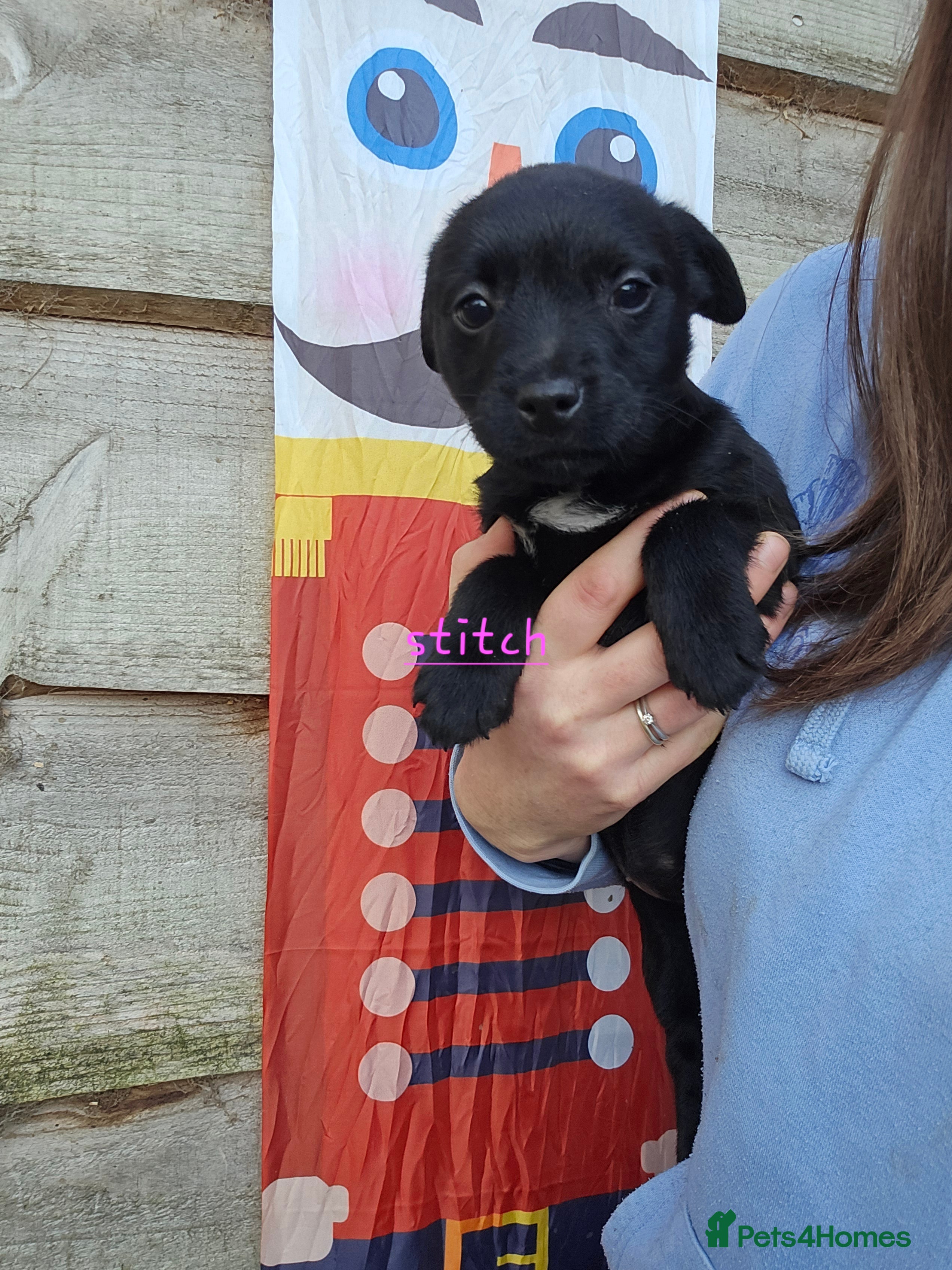 Mixed Breed dogs Border terrier cross patterdale terrier - Advert 13