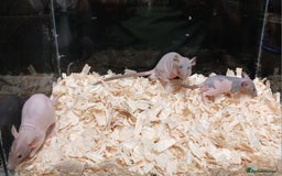 Rat rodents for sale: Naked Dumbo Rat's Males and Female's - Image 2