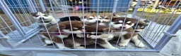 Siberian Husky dogs for sale: 🐾 Siberian Husky Puppies 🐾 - Advert 4