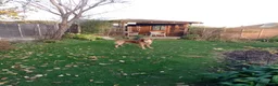 Golden Retriever dogs for stud: Golden Retriver Red/Dark Stud Dog in Southampton - Advert 19