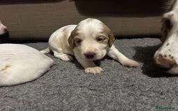 Cocker Spaniel dogs for sale: Lemon and white working cocker spaniels  - Image 2