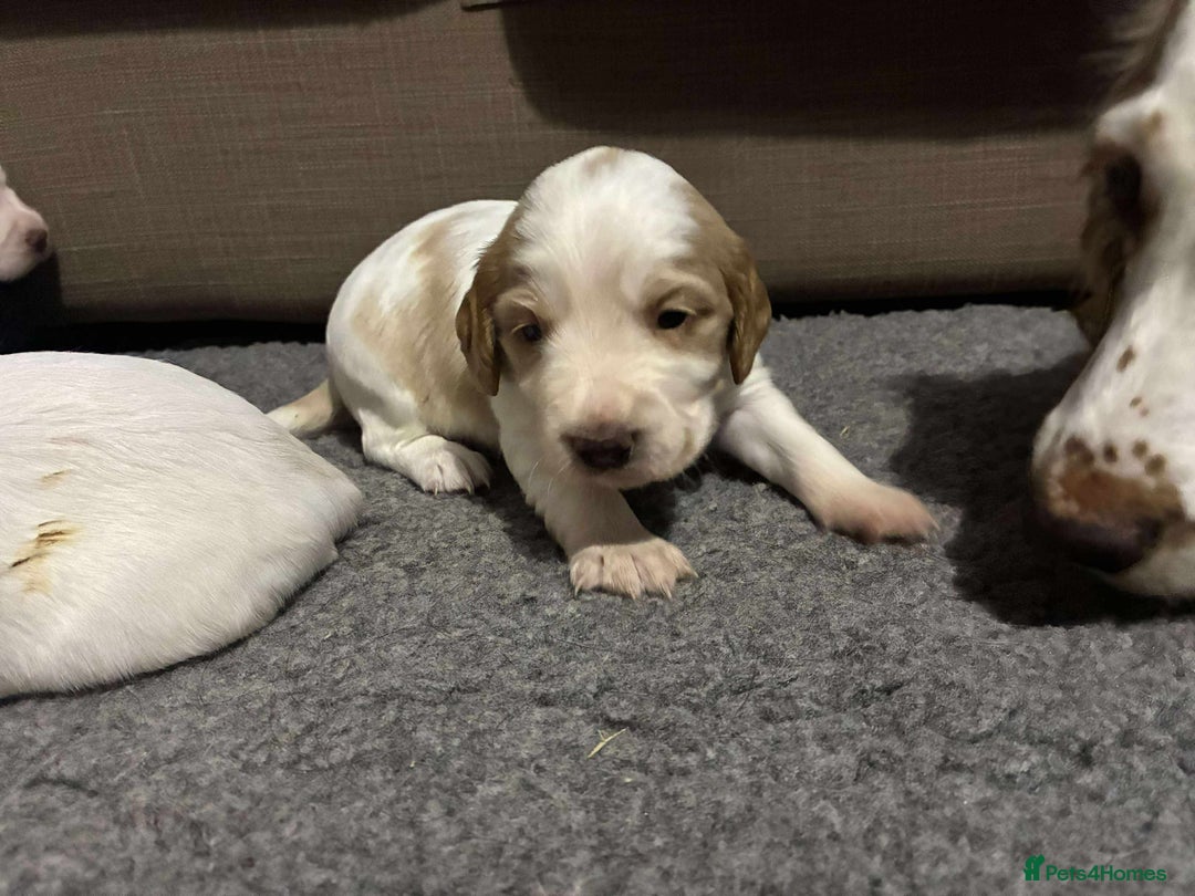 Cocker Spaniel dogs for sale: Lemon and white working cocker spaniels  - Image 2
