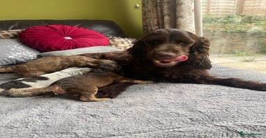 Cocker Spaniel dogs - Advert 2