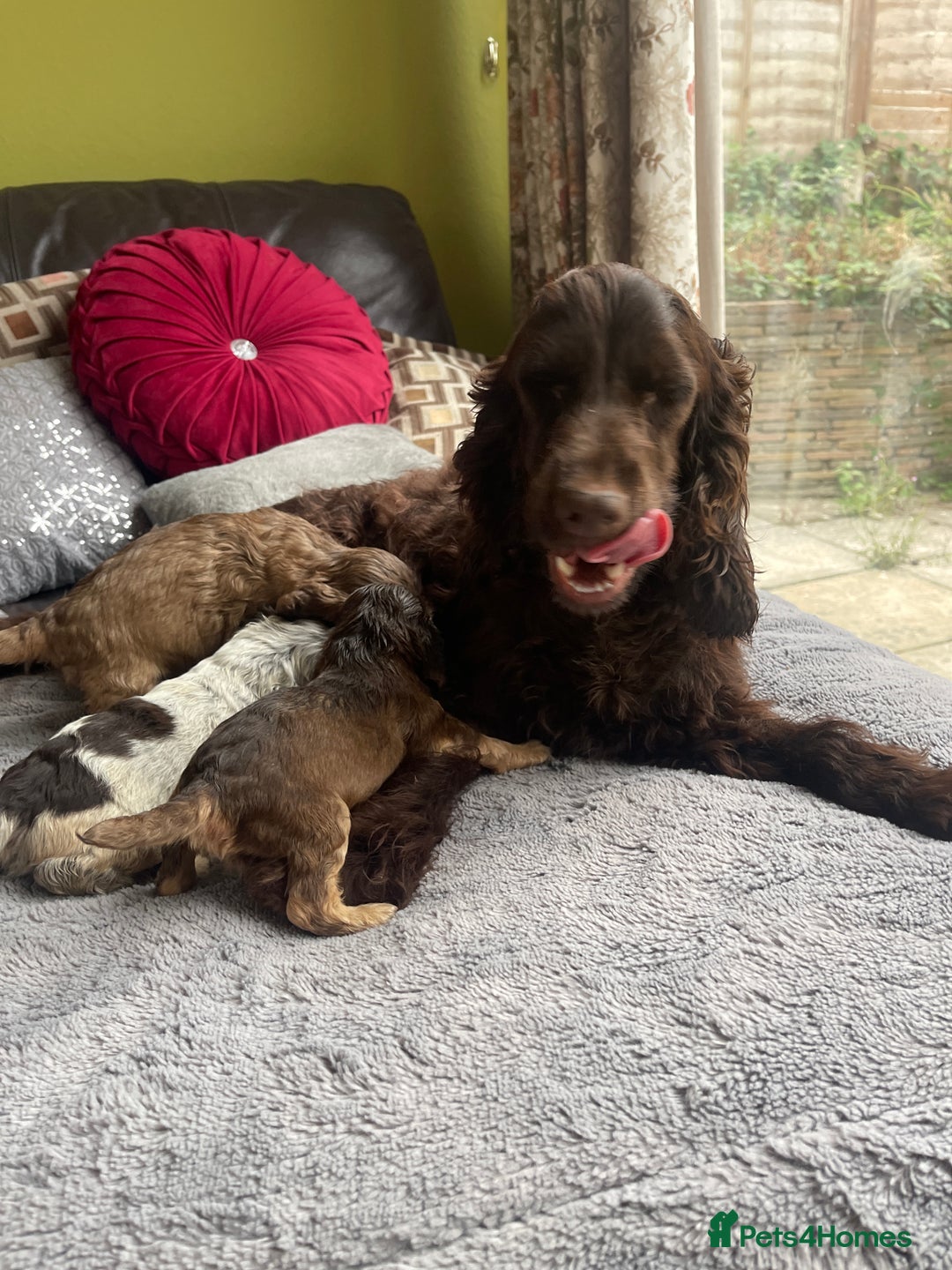 Cocker Spaniel dogs for sale: KC Show Cockers - 1 Girl , 3 Boys remaining! - Image 5