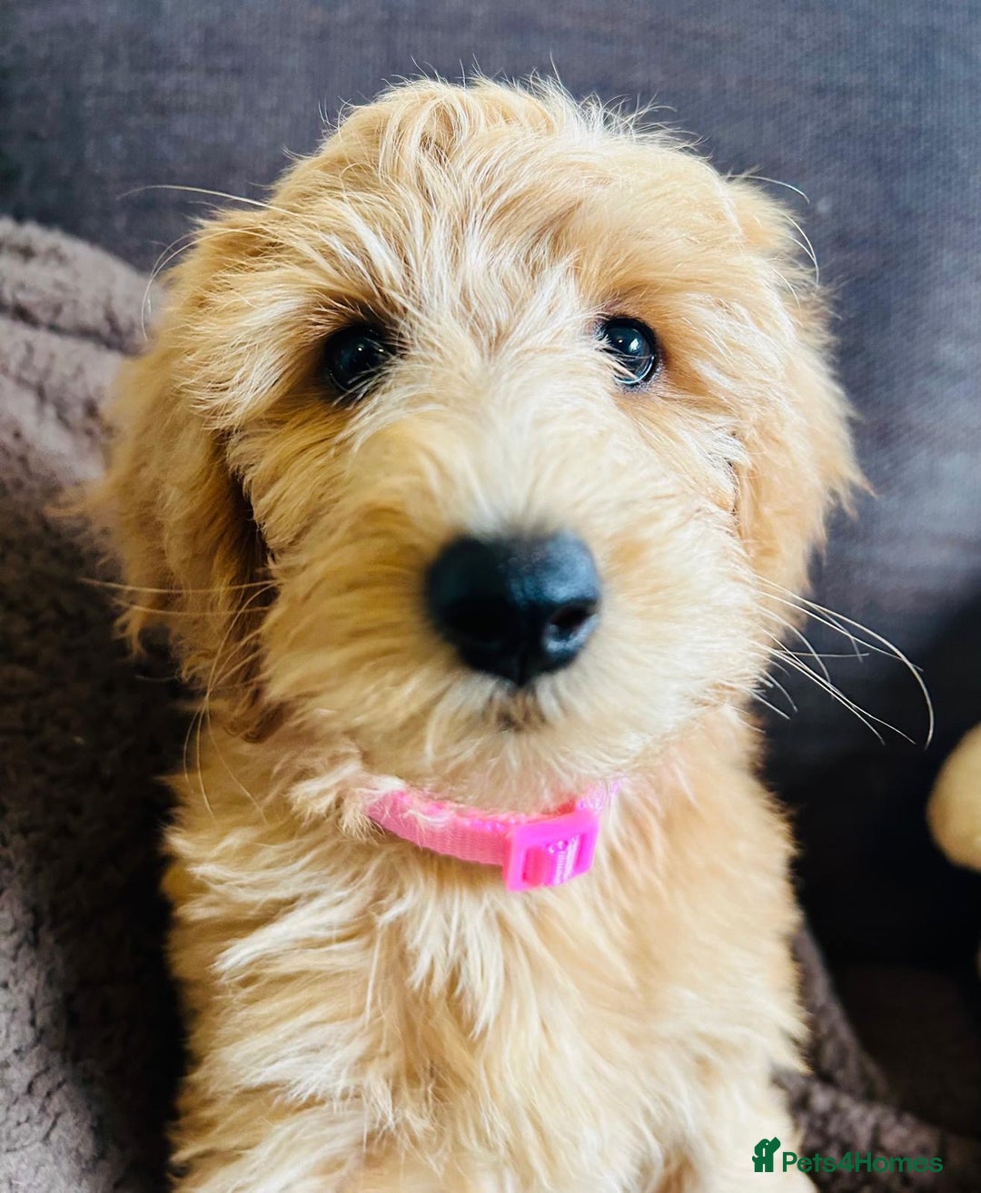 Labradoodle dogs for sale:  Adorable 🥰 Miniature Labradoodle Puppies F2B  - Image 25