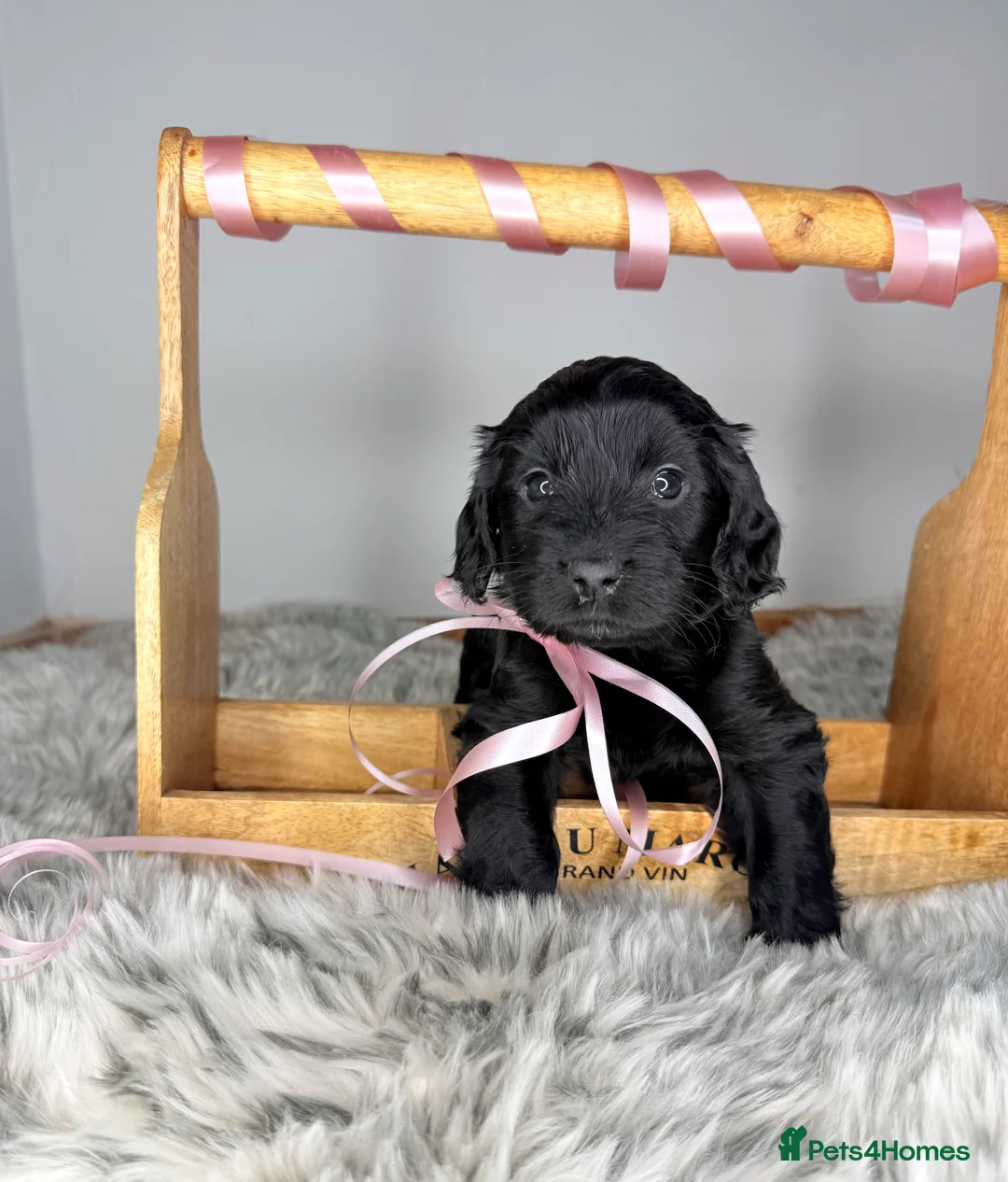 Australian Labradoodle dogs for sale: Australian labradoodle  - Advert 6