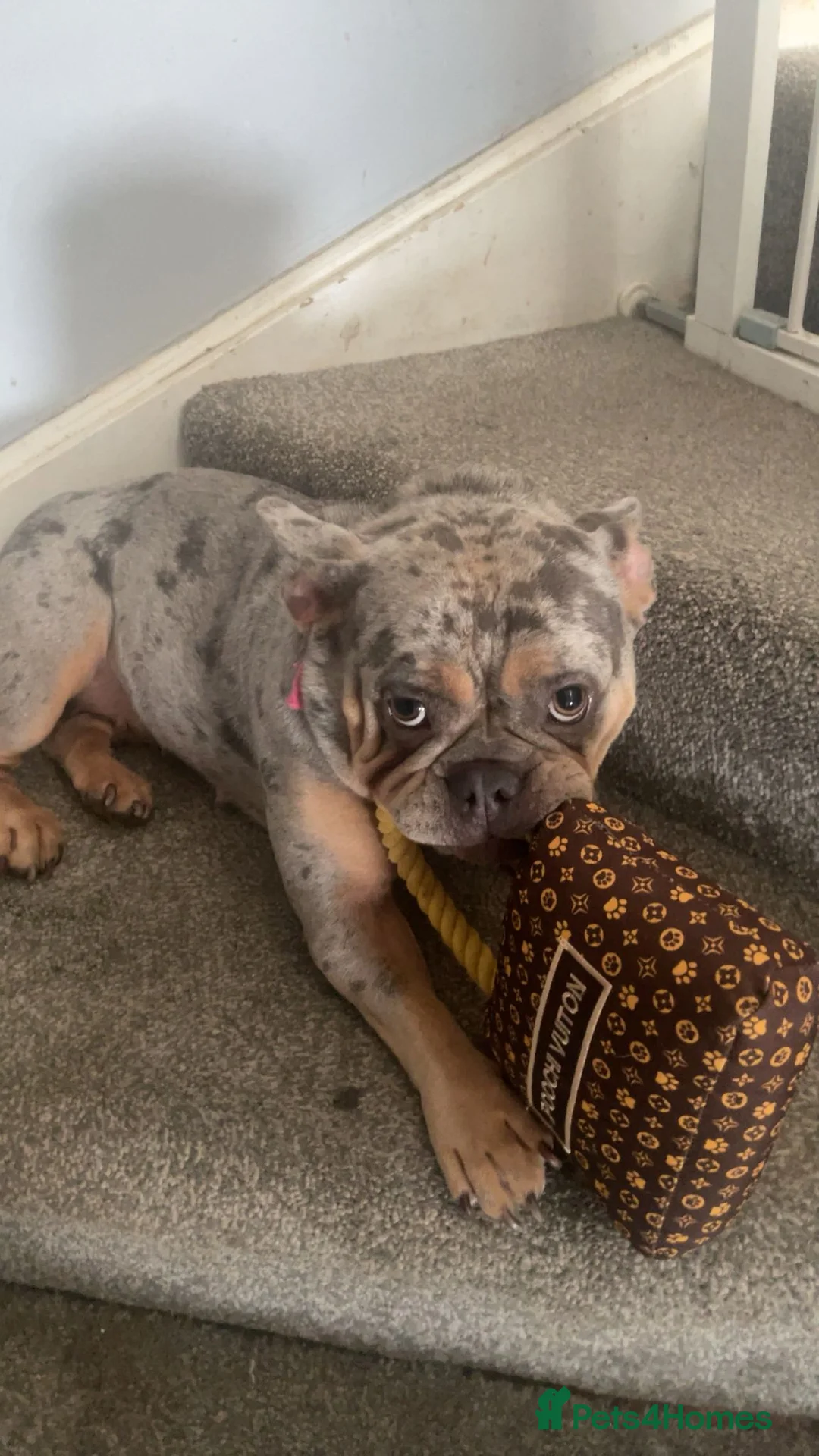 French Bulldog dogs for sale: Frenchball dog rehoming - Advert 8