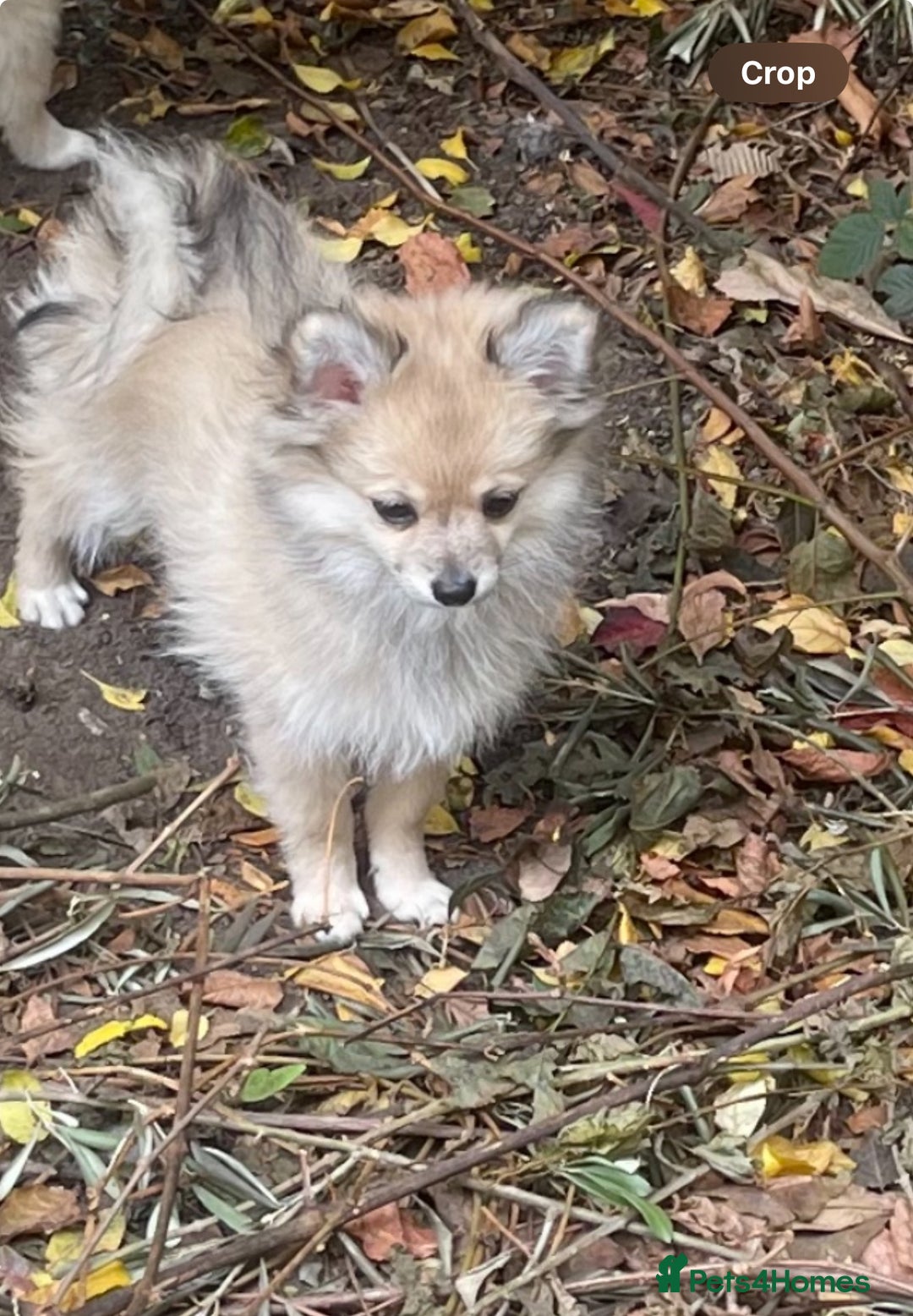 Pomeranian dogs for sale: ✨ Beautiful Healthy Puppy for Sale ✨ - Advert 3