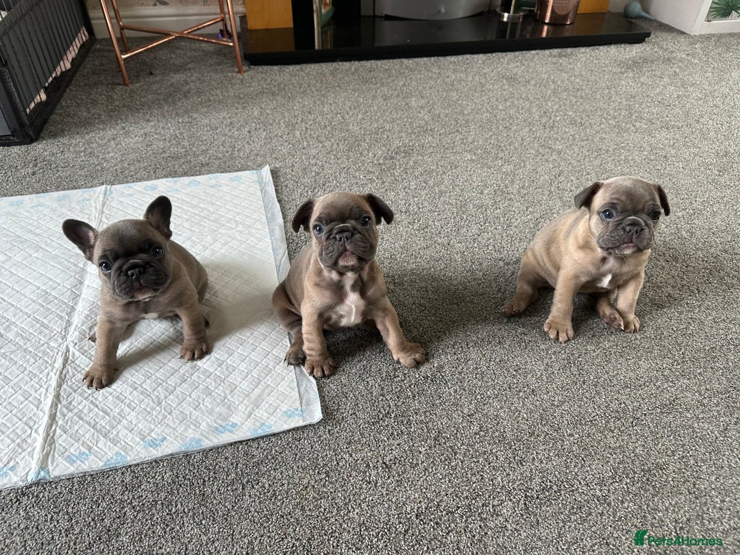 French Bulldog dogs for sale: 1 Female French Bulldog Puppy remaining  - Image 2